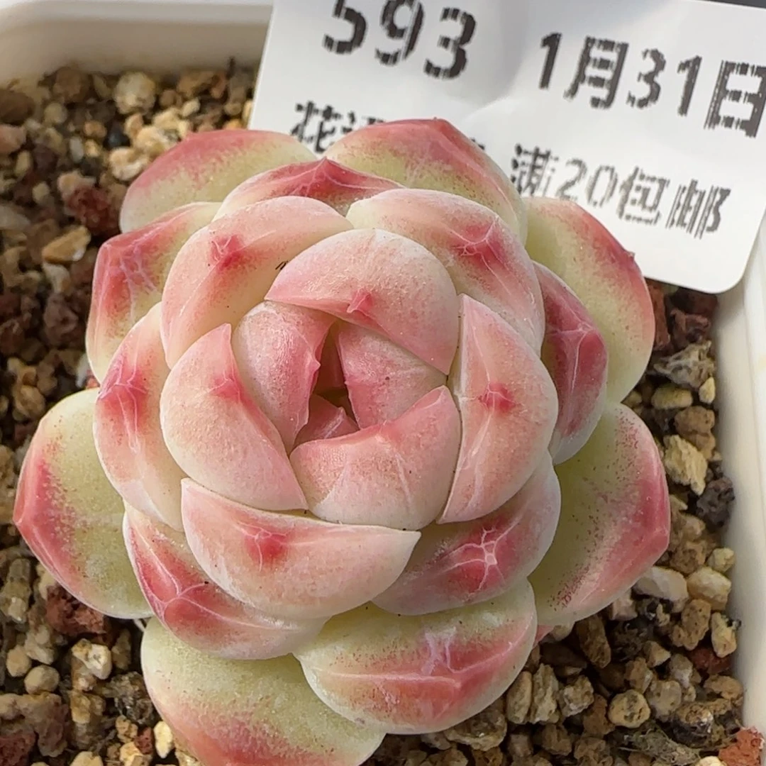 花语逸镜0131-593