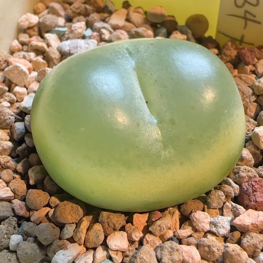 多肉植物大王拉登3.2 171号