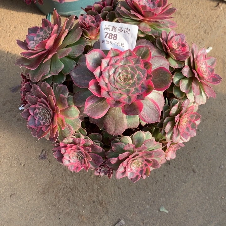 788莲花座多肉植物