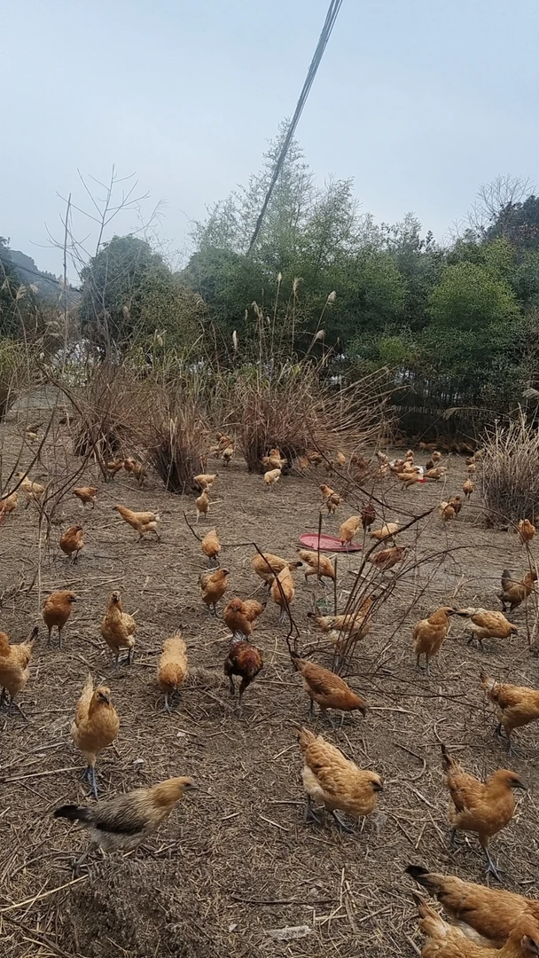 正宗农家放养(乌骨鸡)土鸡 包冰率不含冰