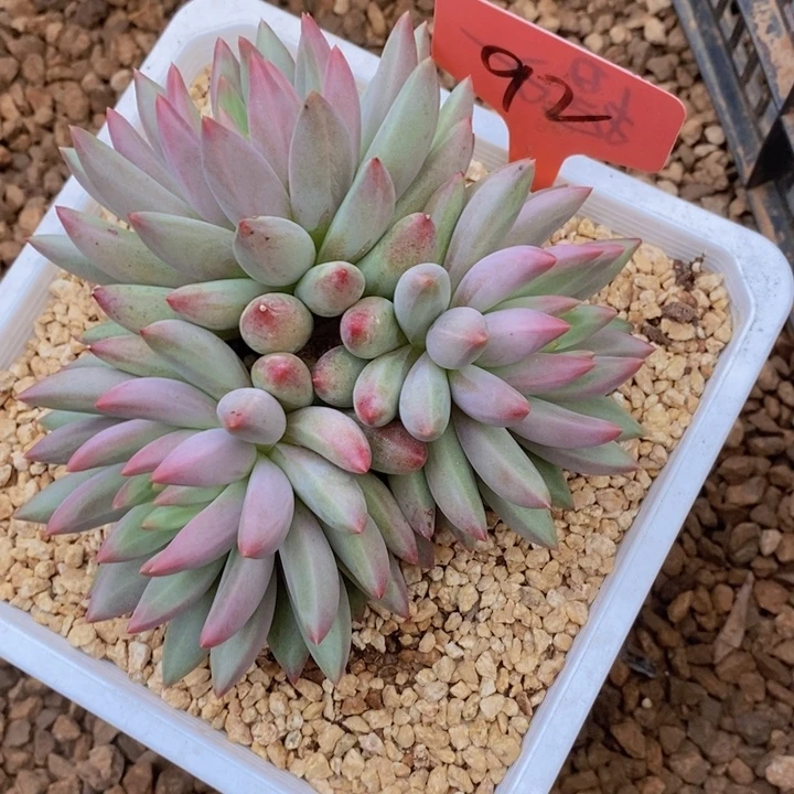 我不在这里吃饭你吃