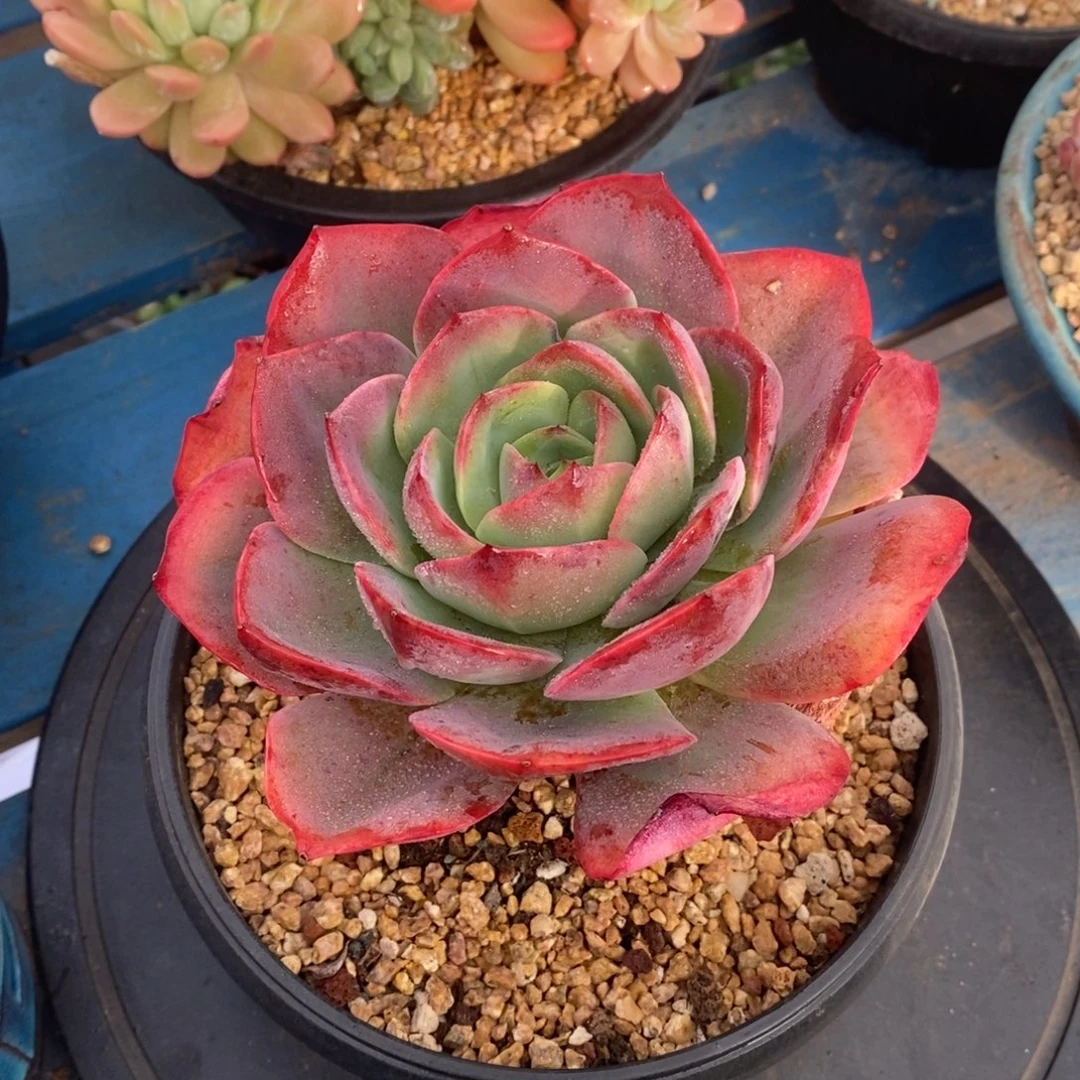 多肉植物一物一拍