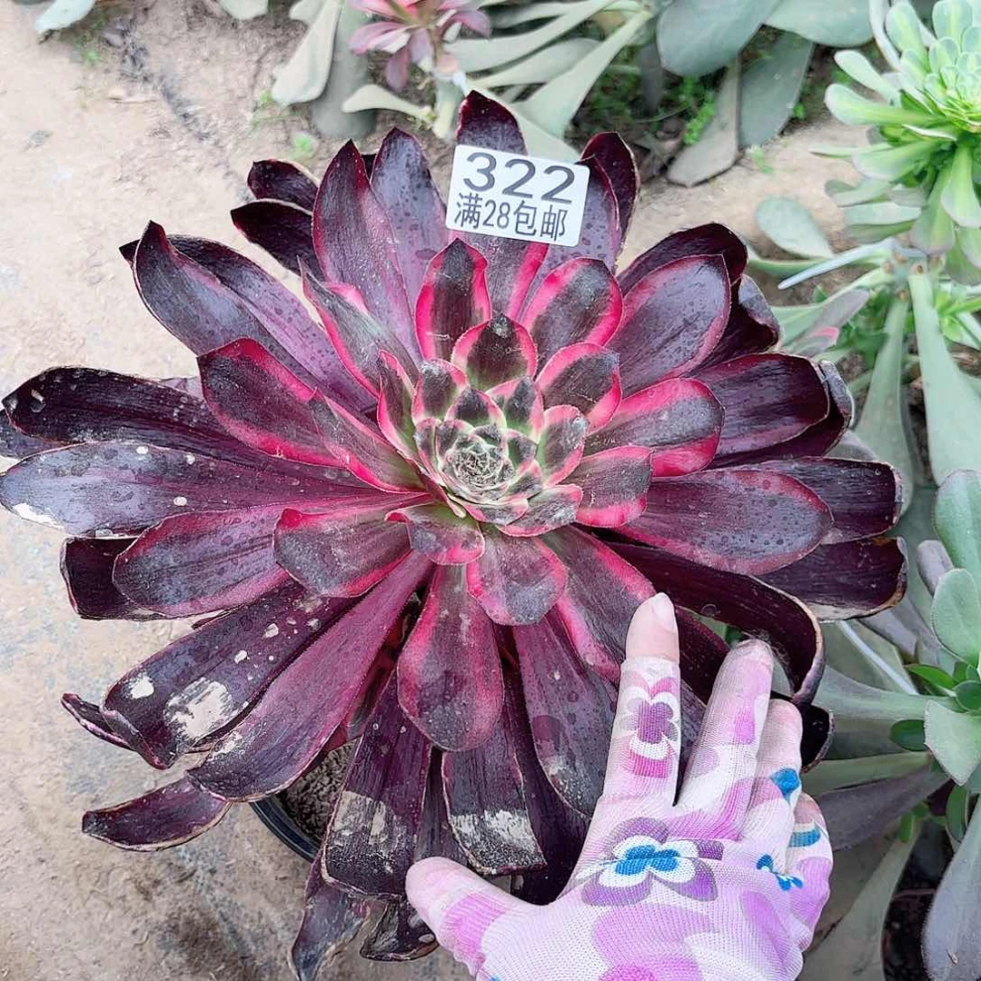 正*呀D. 322红魔女多肉11111