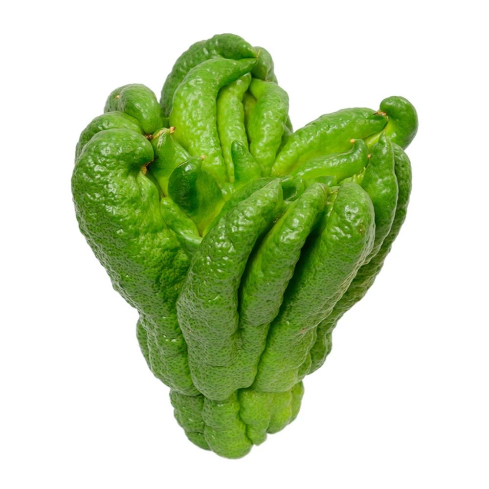 观赏佛手 350g起/个