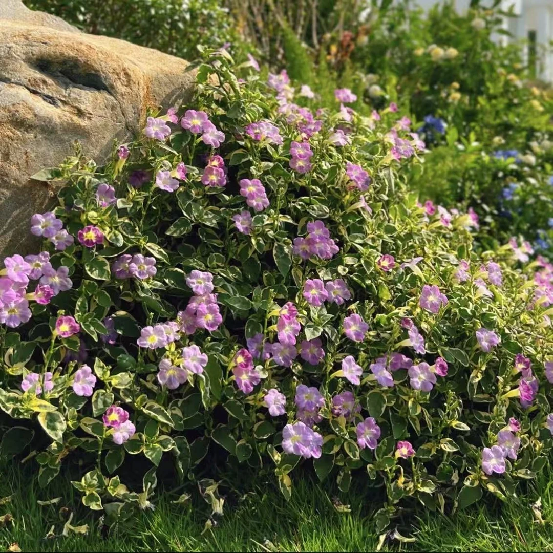 花叶十万错大叶银脉盆栽四季常青盆栽耐热庭院阳台易养护花园植物