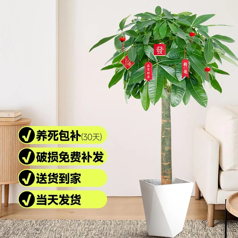 发财树客厅大盆栽大型绿植室内真花卉植物办公室盆景乔迁开业送礼