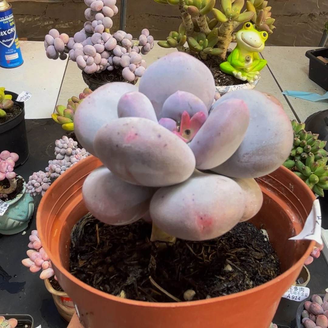 459/6cm大叶奶多肉植物