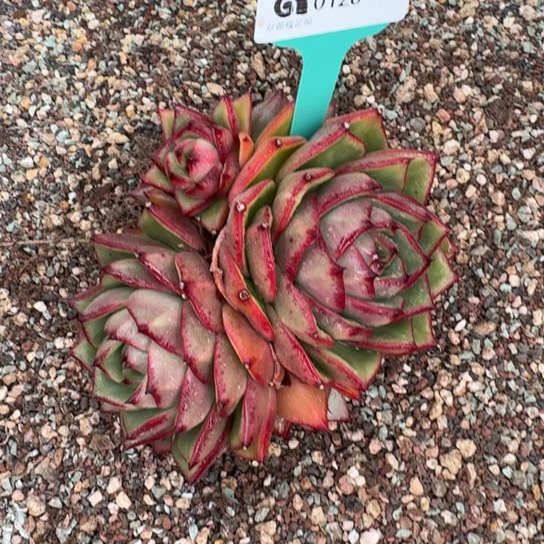 从前慢花园多肉0128-38