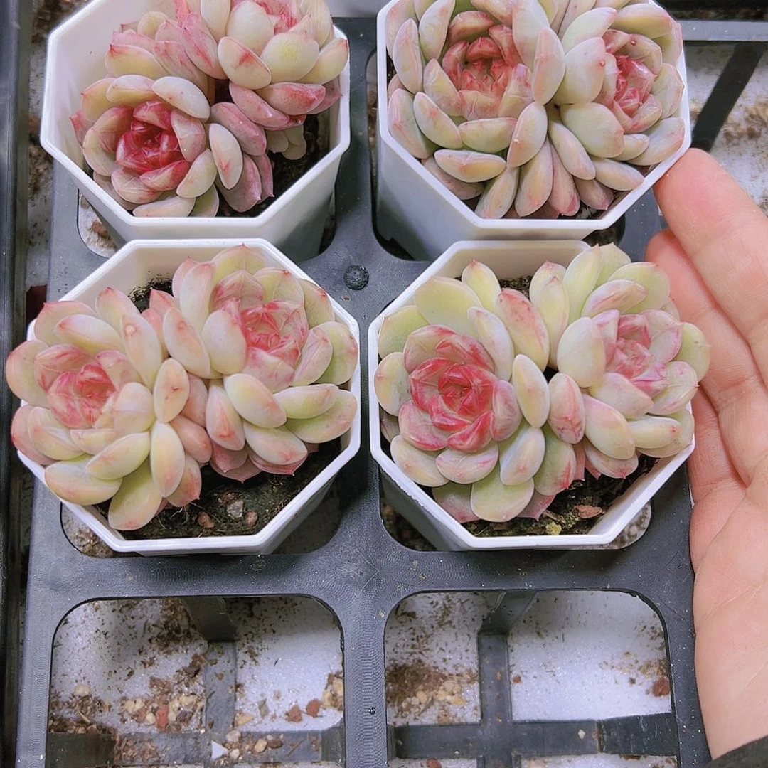 双头葡萄珍妮19包邮