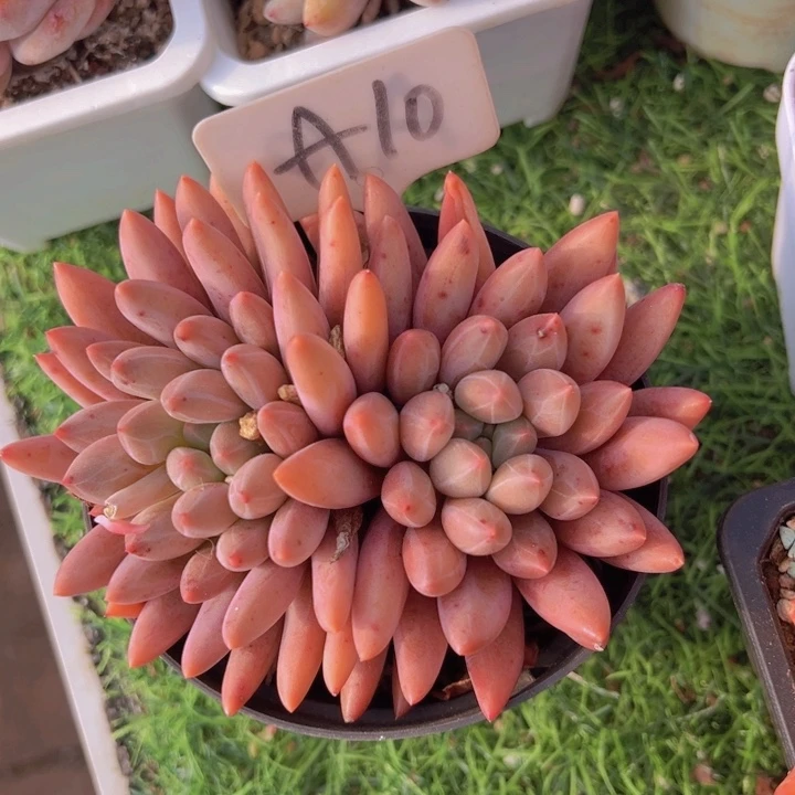 健健康康平平安安