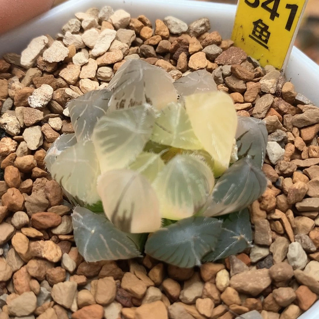 341号巨大赤线玉露锦一物一