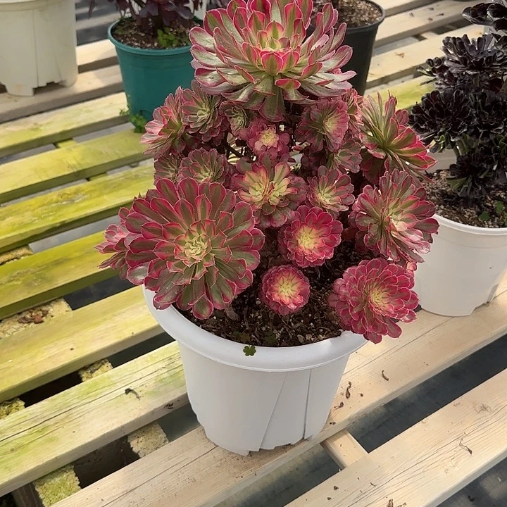 罗***什法师多肉植物红铜
