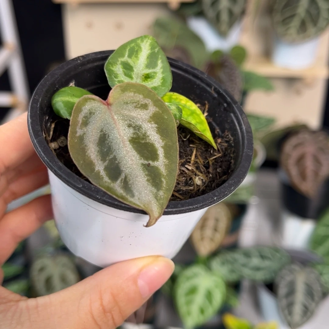 无花朵036 粉柠檬杂NSE2,0