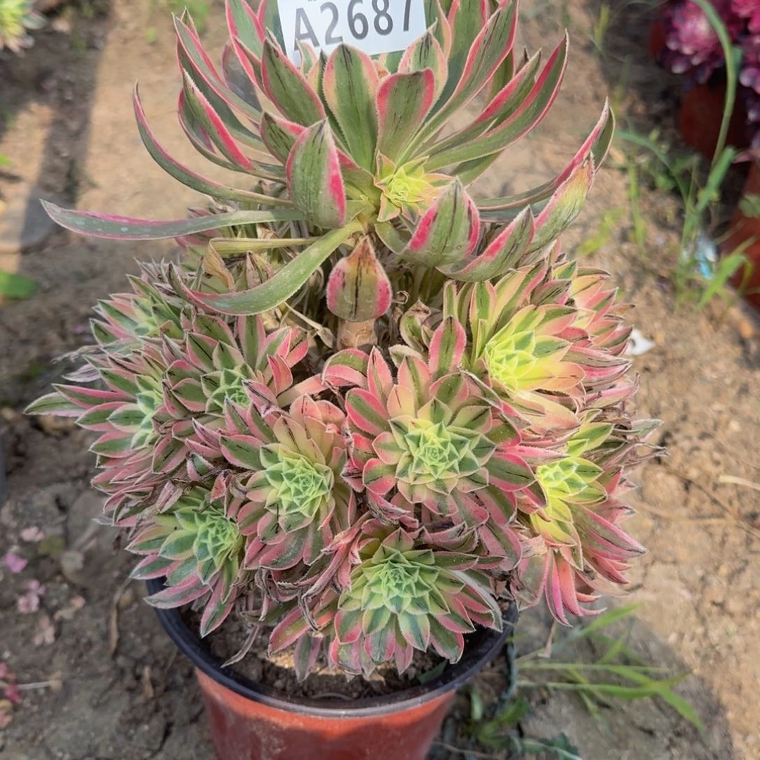 2687夕颜多肉植物