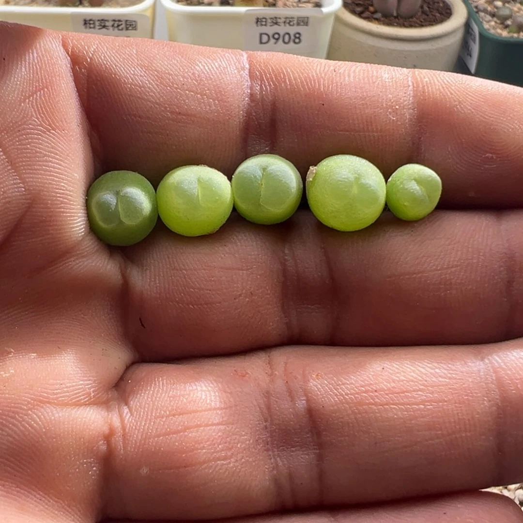 983/拉登子。随机一颗。