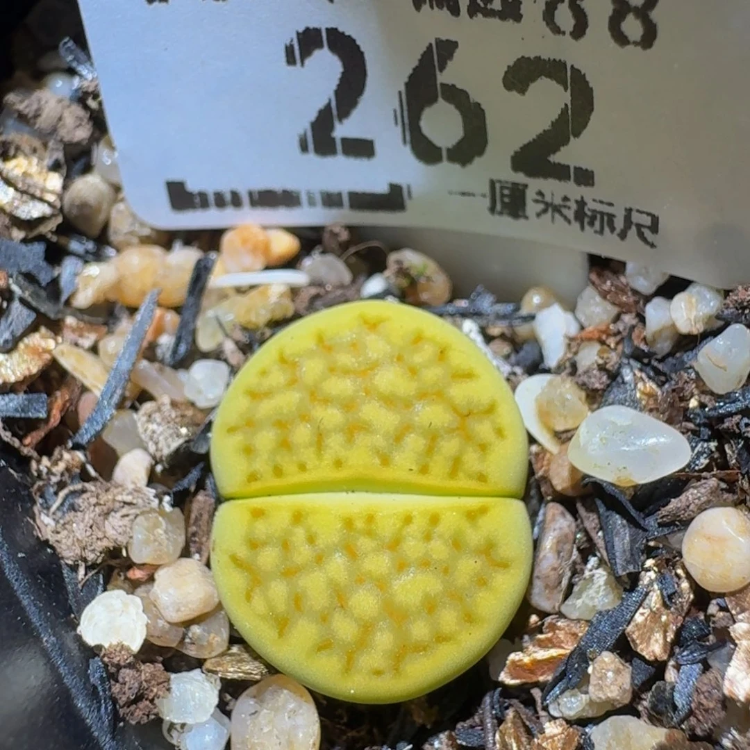 zzzz生石花肉锥262