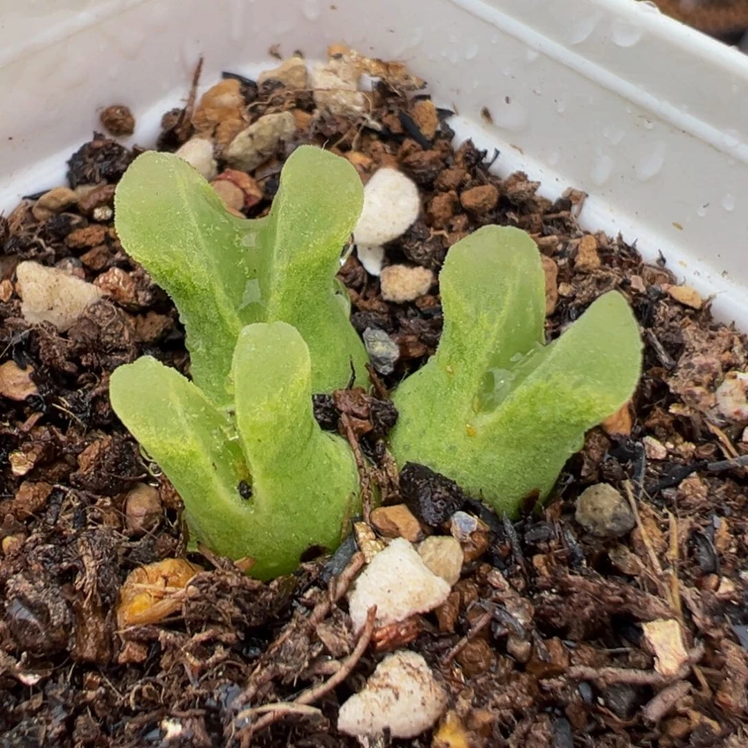 258多肉植物种类多样