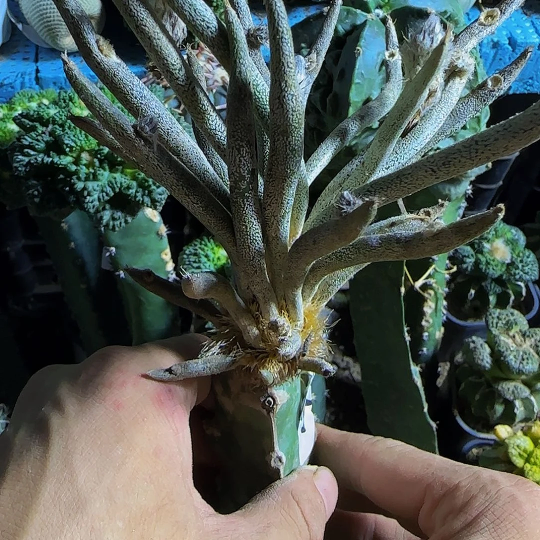 美杜莎954仙人球开花