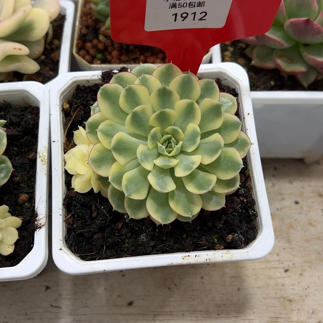 ✨***✨1912梦幻玫瑰锦多肉植物