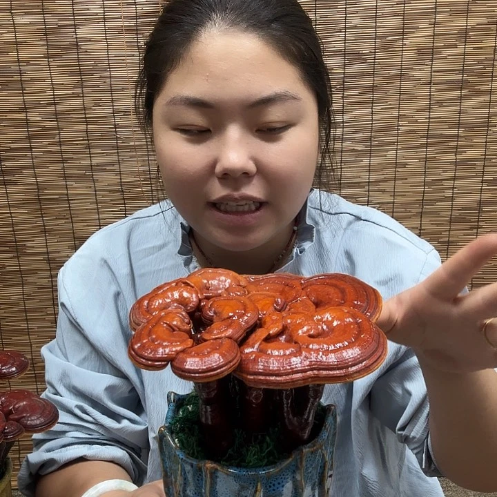 无花朵飞*仔灵芝孢子囊孢子粉无色