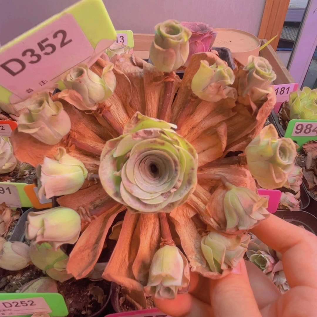 352山地玫瑰绿色