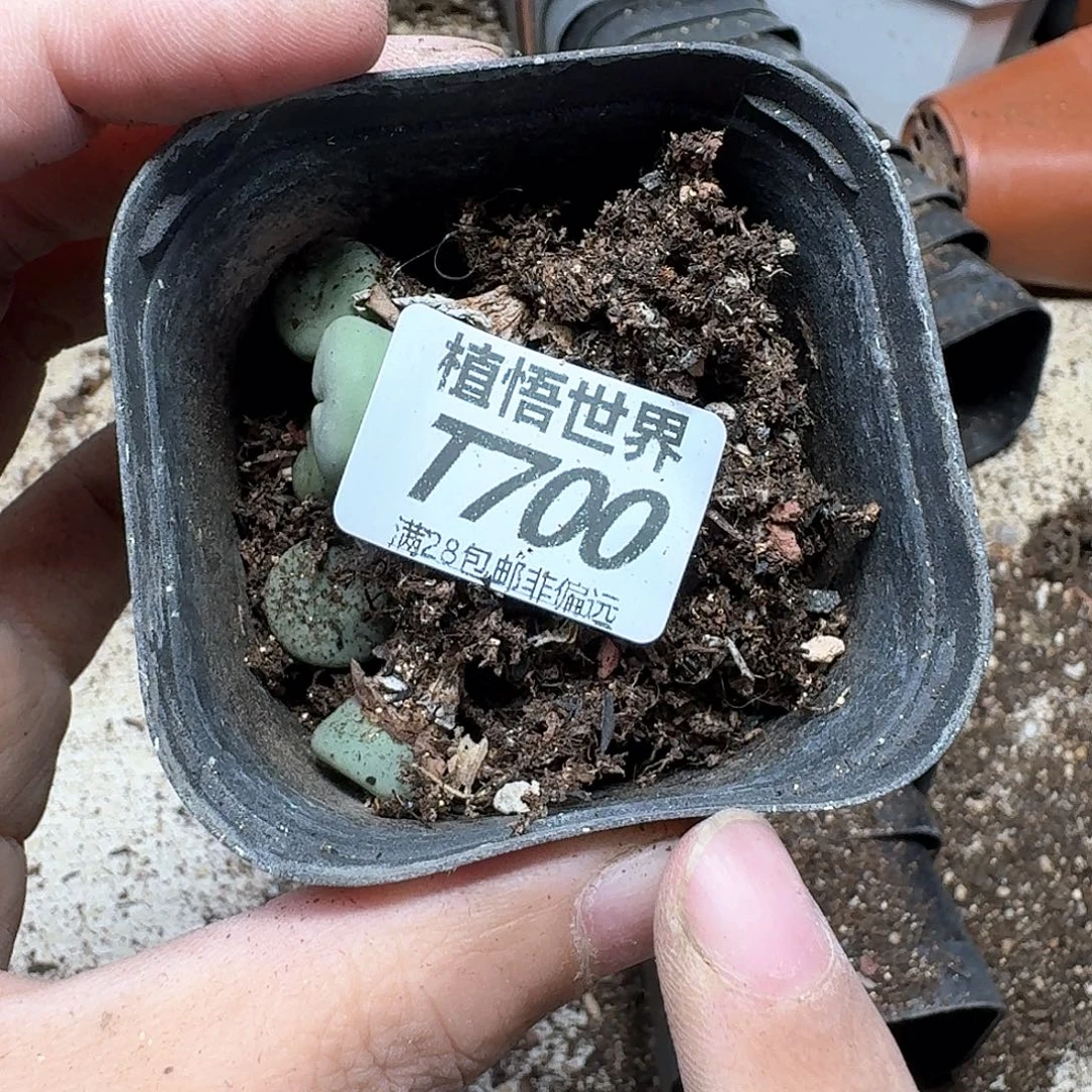 多肉植物的人生rgh