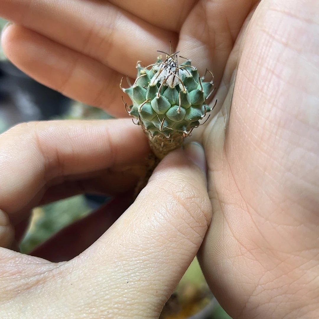 实生安德森娇丽2公分萝卜根