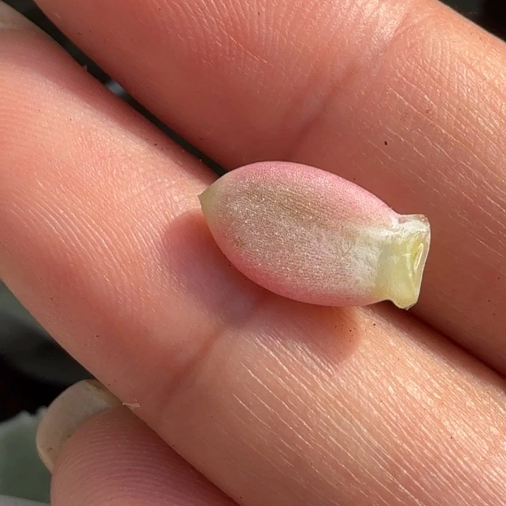 紫芒锦 腹轮锦一个叶片