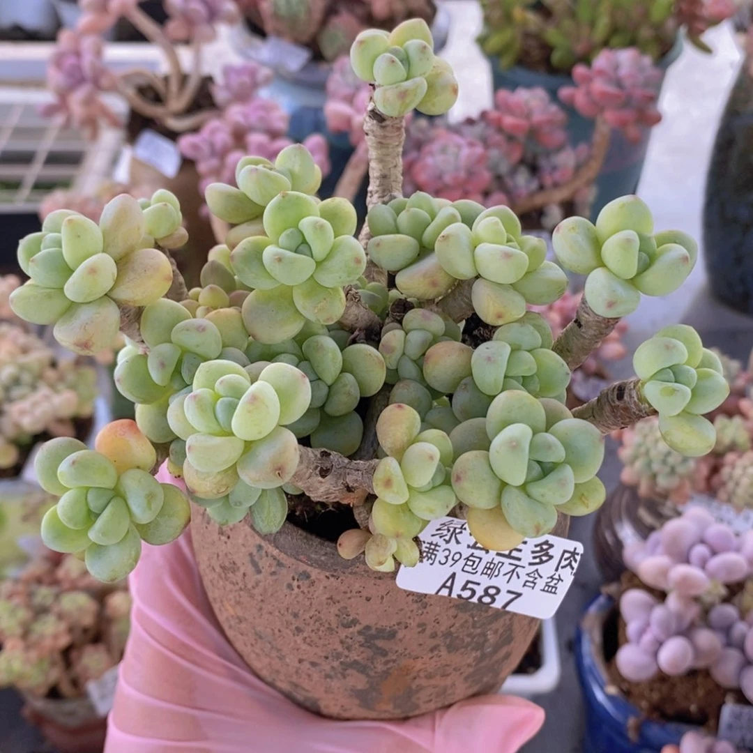 劳尔老桩有砍9cn587多肉植物
