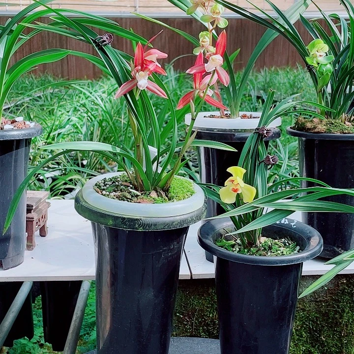 用***姐完全开放一物一漂亮开