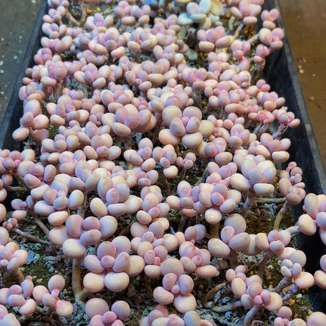 622多肉葡萄的味道是真的很