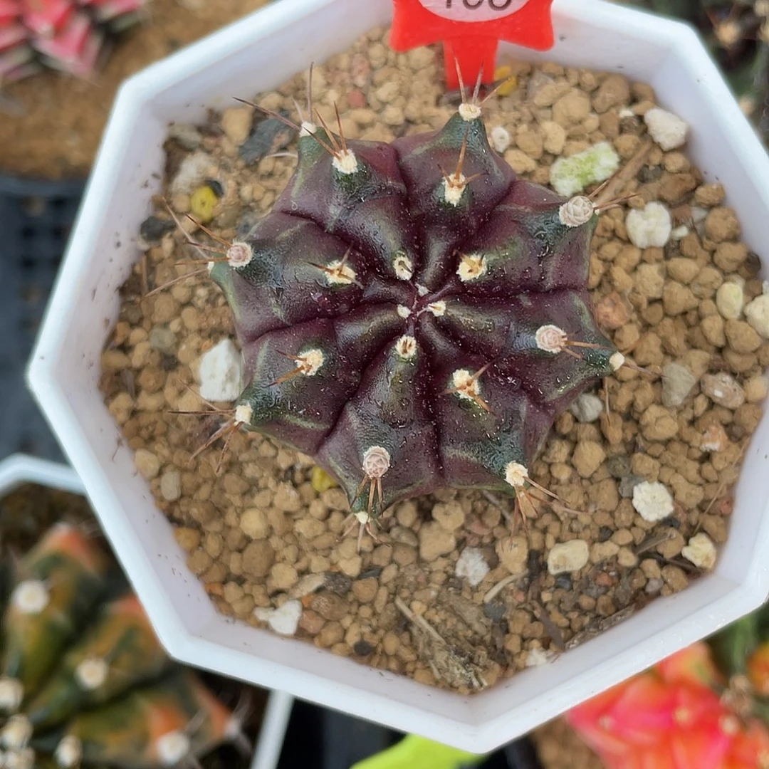 1-103名品火星侧芽3.9厘米