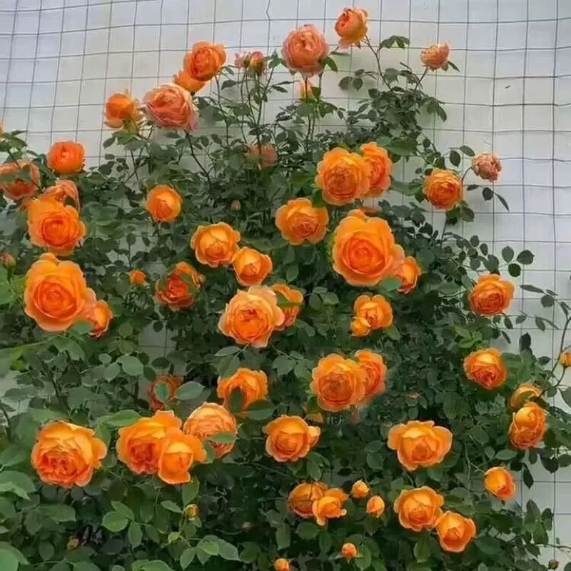 【夏洛特夫人】藤本月季当年开花月季花苗植物