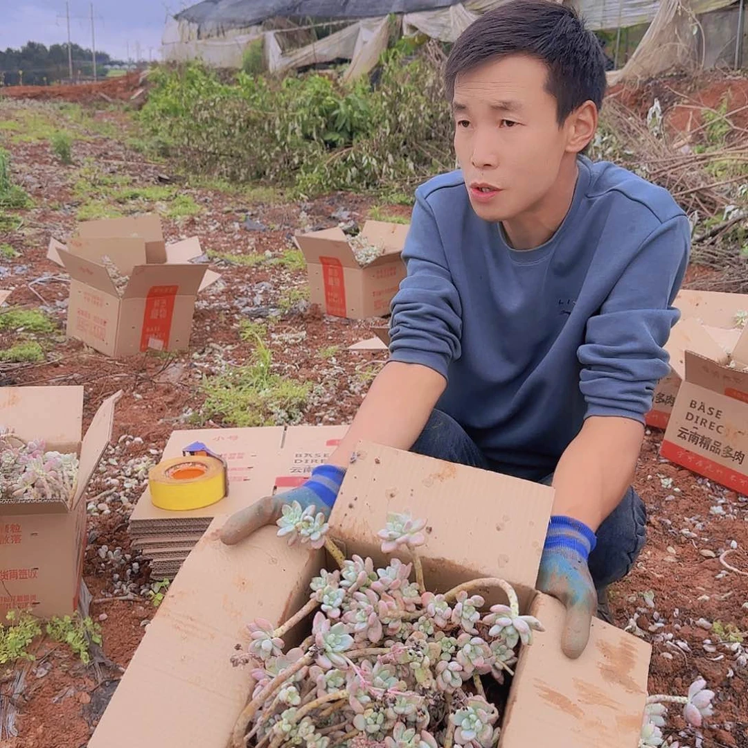 箱拍红洛神多肉断枝掉叶不售后