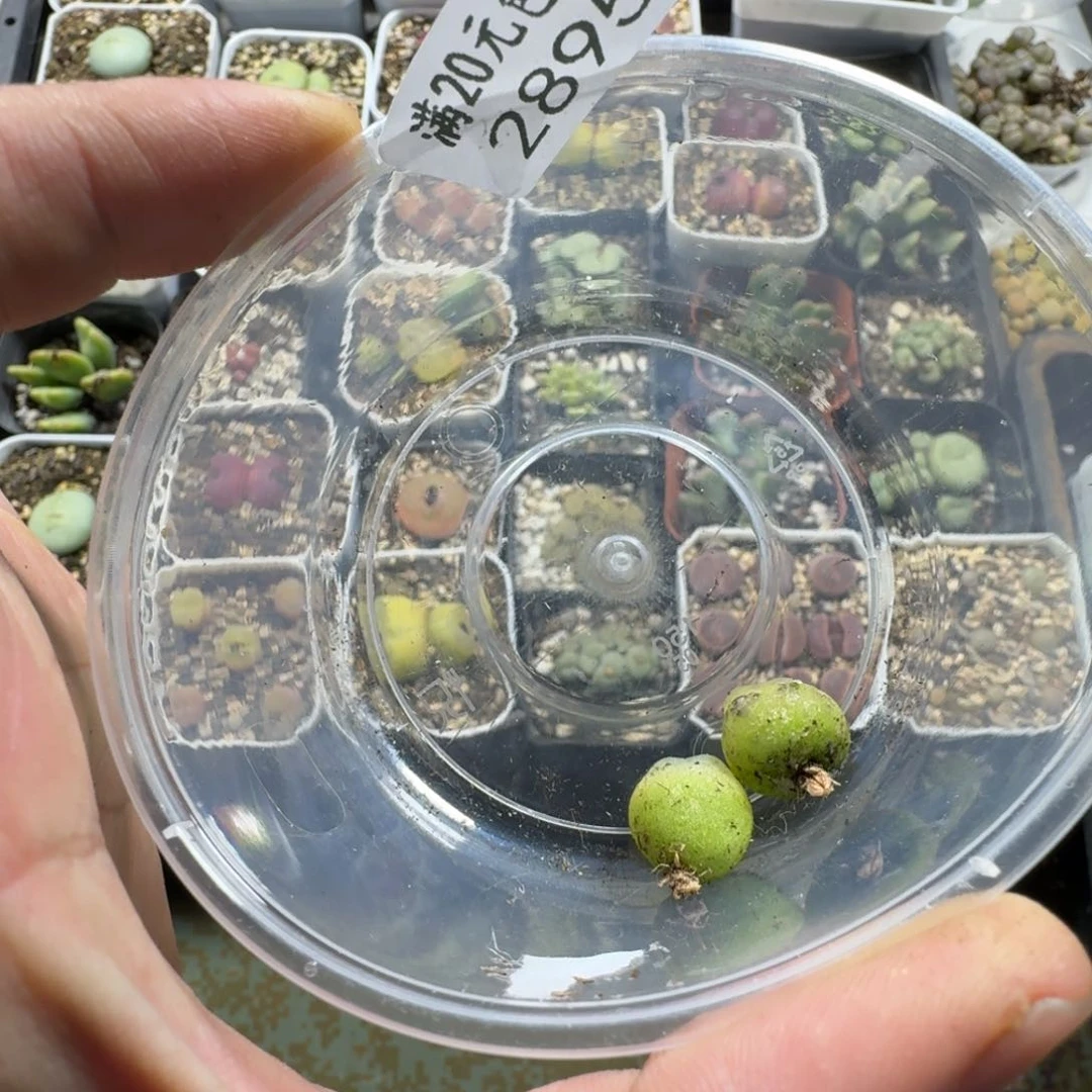 y****i2895。两颗拉登。好看