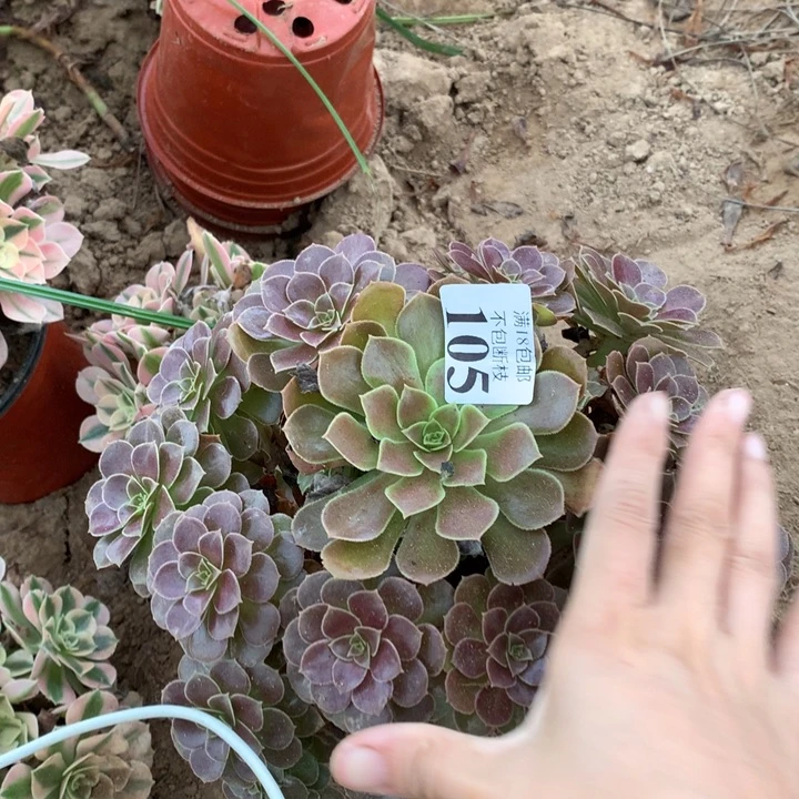 105荷兰玫瑰手捧4号