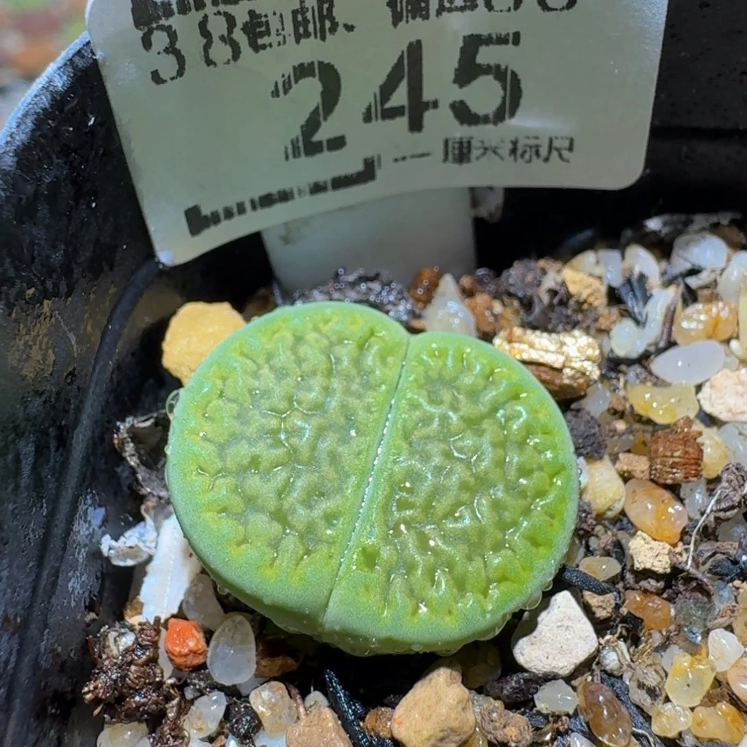 Ssss精品生石花245