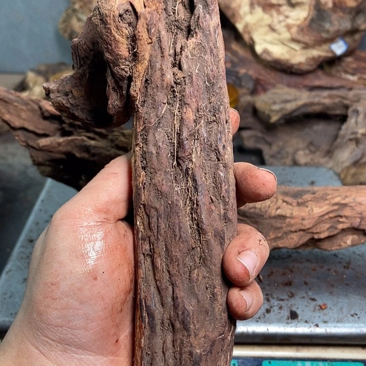 黄花梨/降香黄檀俗**人