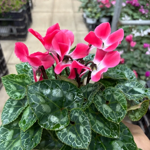 【缤纷甄选】精品红色荷花仙客来140规格到手一盆