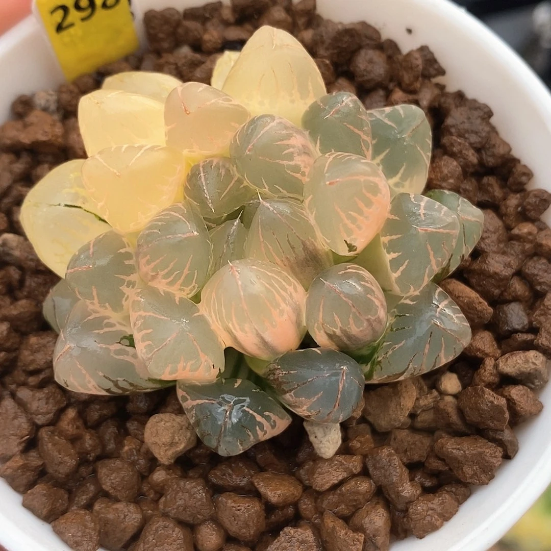 298号糊斑实生玉露锦一物一拍，