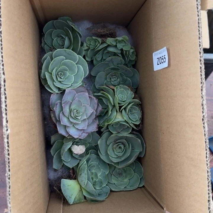 S***N朱055 山地玫瑰小花8单2群