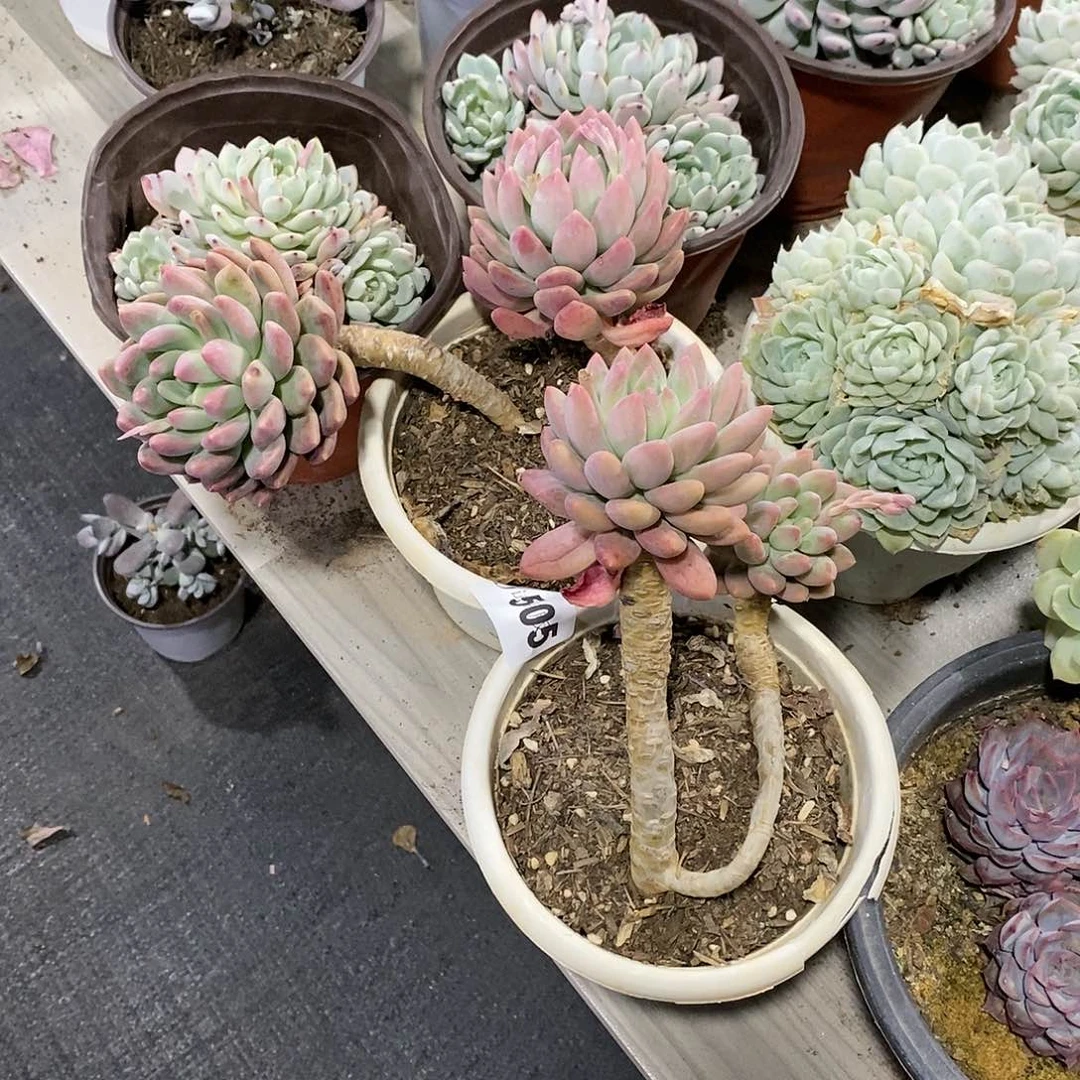 黑*珠505冰心公主多肉植物