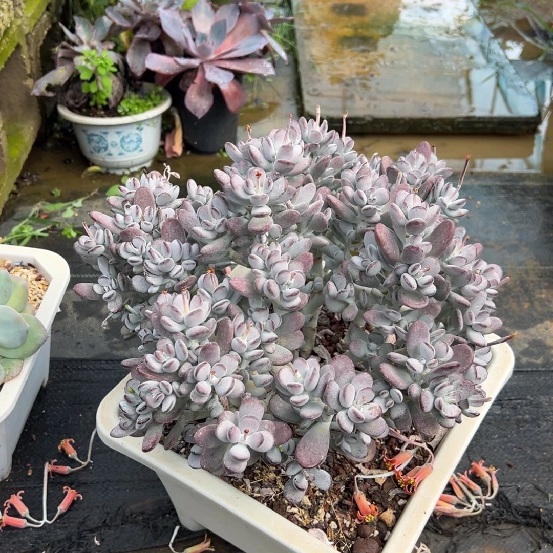 兵乓福娘带土球发货