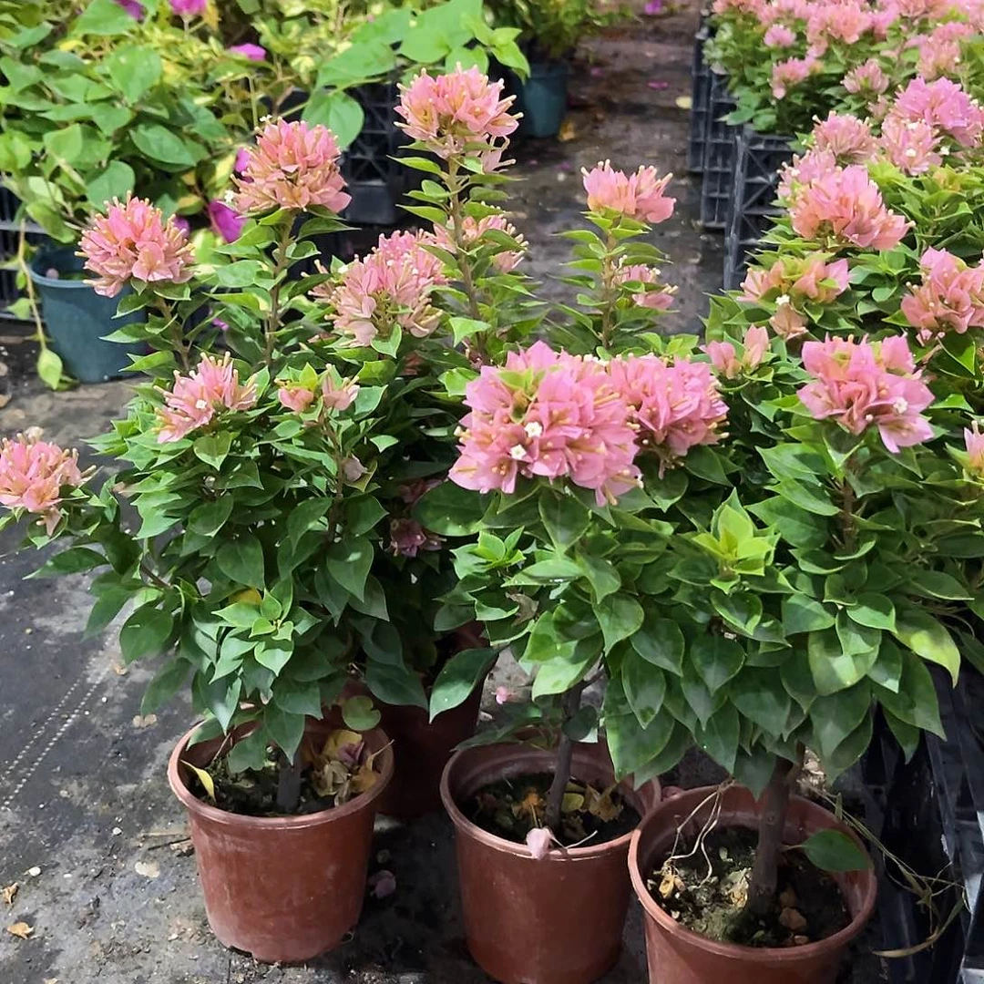 当前无花栽培后可以开花塔橙掌中宝一颗