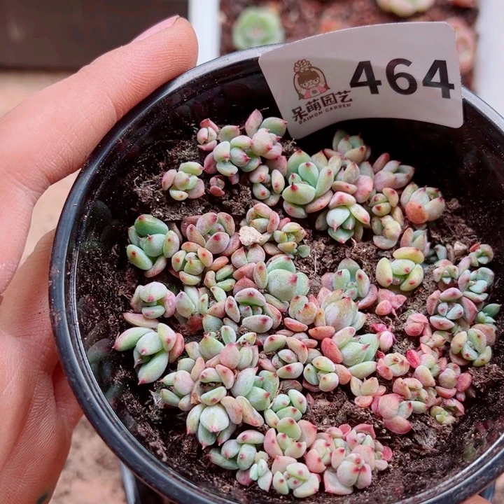 多肉植物多肉植物