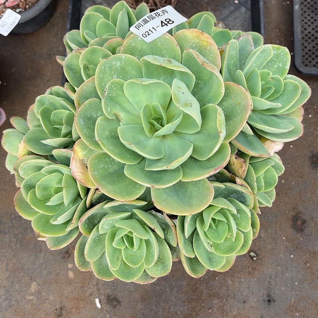 同温层多肉48骑兵