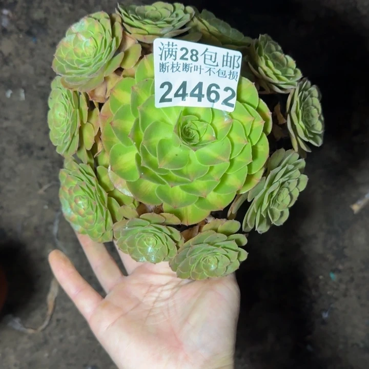 24462南抹茶多肉植物
