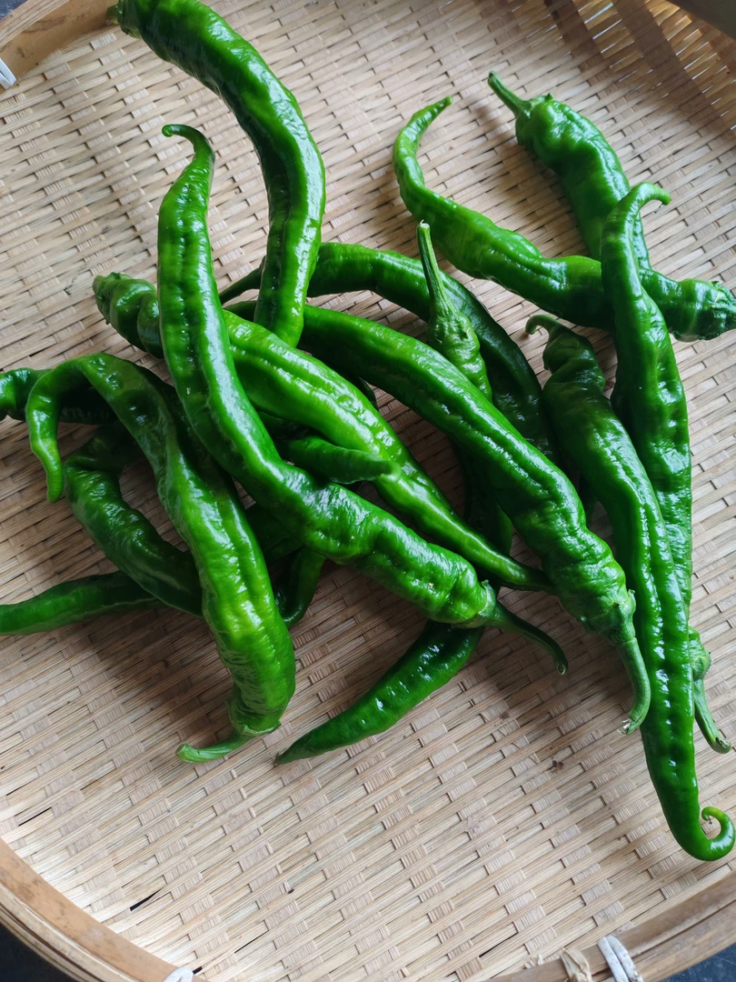 湖南露天种植农家菜辣椒