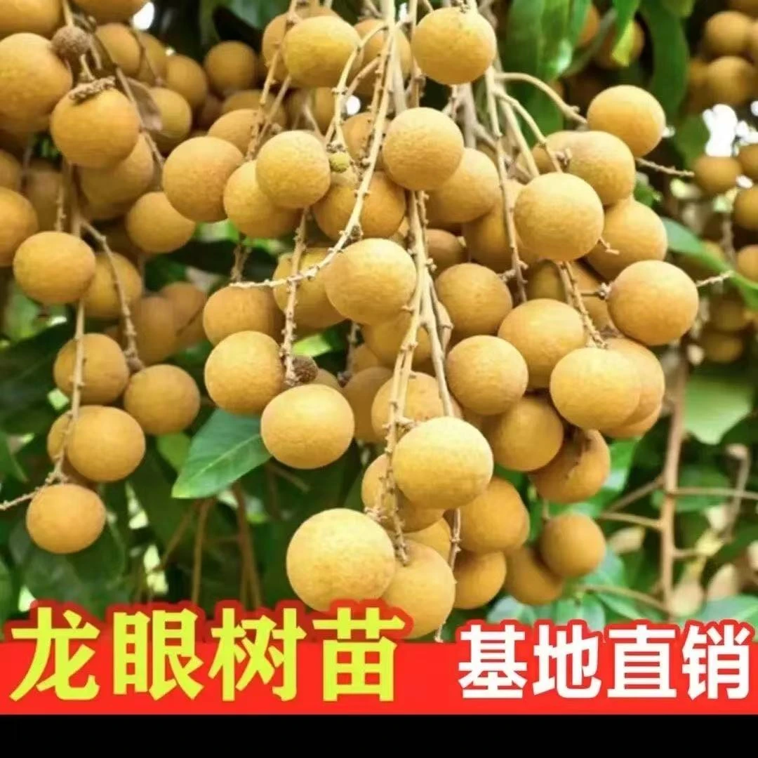 龙眼树苗四季大龙眼苗盆栽地栽石硖阳台庭院种植储良桂圆果树苗