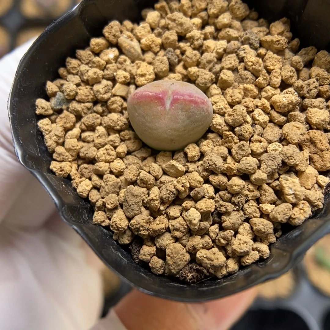 多肉植物肉锥杂交K-3497